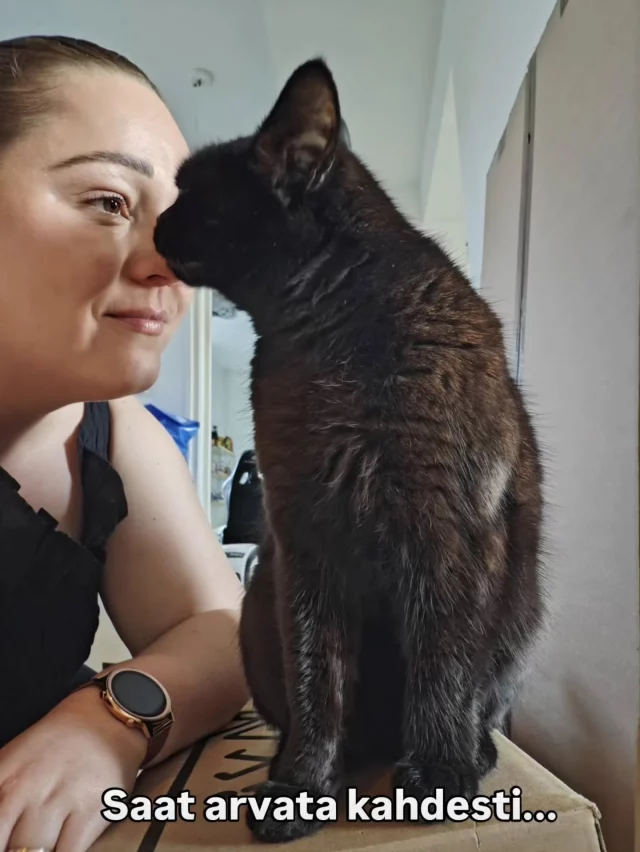 Hyvät seuraajat! 📢 Saanko esitellä kaksi 5-vuotiasta rescue-kissaamme:

🐈‍⬛ Ansku on perheen pomo ja kovaääninen asiantuntija, joka rakastaa maata palvelijoidensa päällä ja maistella aurinkovoidetta. Anskulla on ulkokissavuosien jäljiltä tallella enää kaksi hammasta, mutta se ei neitiä haittaa. 

🐈 Valdo (Valtra) on hömelö, joka törmäilee, kaatuilee ja sekoilee ympäri kämppää. Hän herättää palvelijansa joka aamu kävelemällä heidän päällään ja huutamalla elämäniloaan. Neiti RAKASTAA punaisia omenoita.

#kissat #rescuekissat #kotikissa #sisäkissa #mustakissa #ruskeatiikeri #tabbycat #blackcat #huumorikuvat #hesy #eläintensuojelu #eläinsuojeluyhdistys